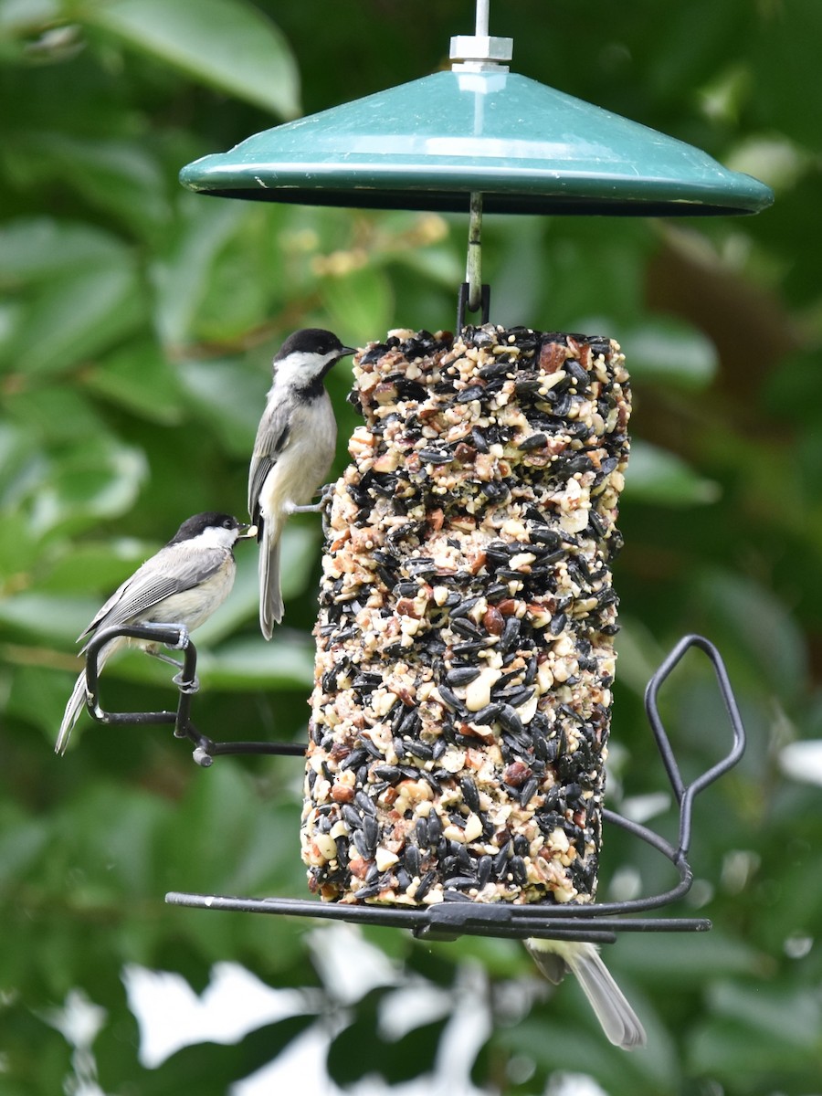 Carolina Chickadee - ML619951627