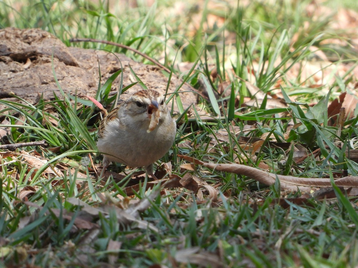Chipping Sparrow - ML619951628