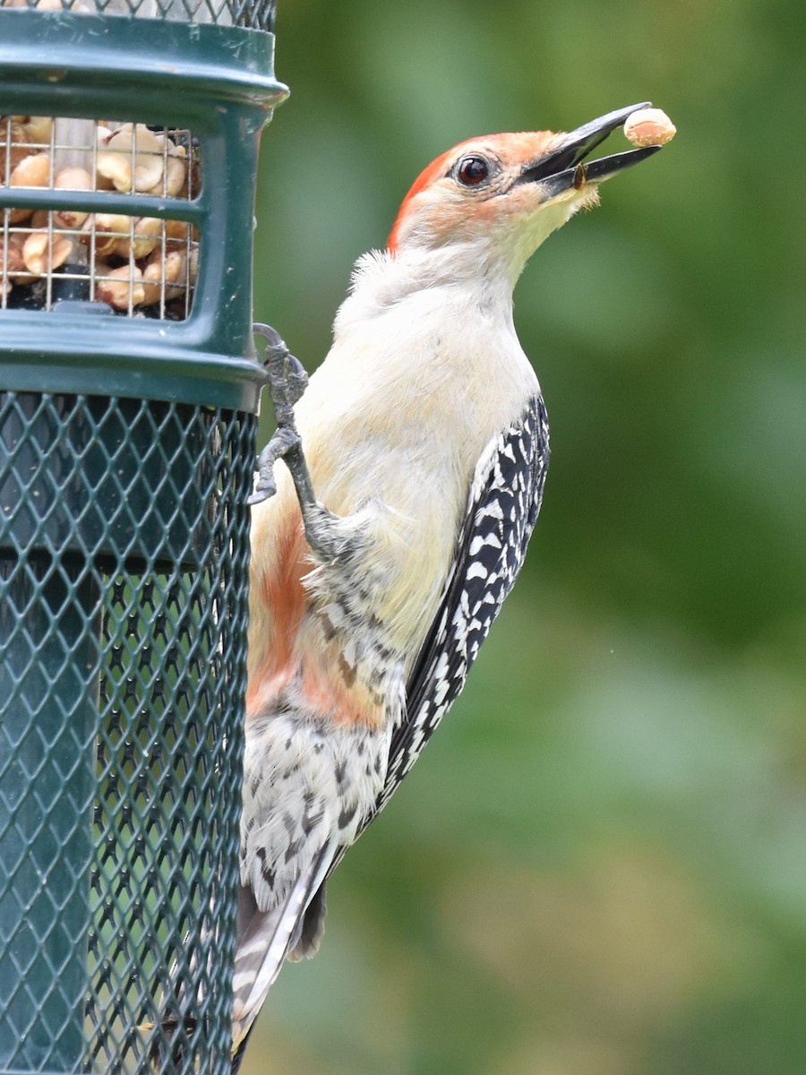 Red-bellied Woodpecker - ML619951636