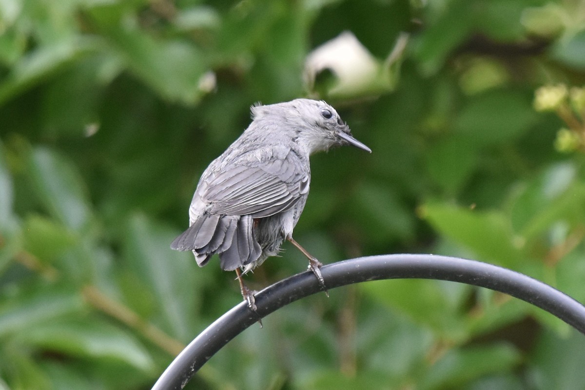 Gray Catbird - ML619951667