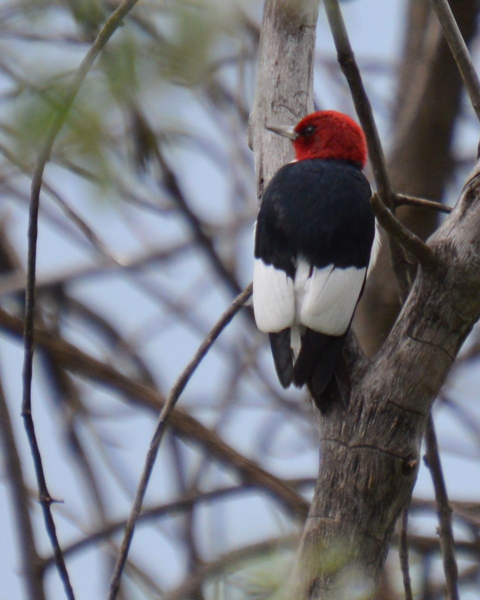 Red-headed Woodpecker - ML619951695