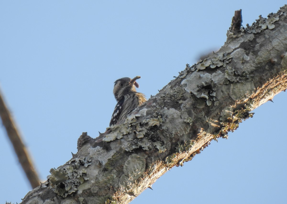 Gray-capped Pygmy Woodpecker - ML619951713