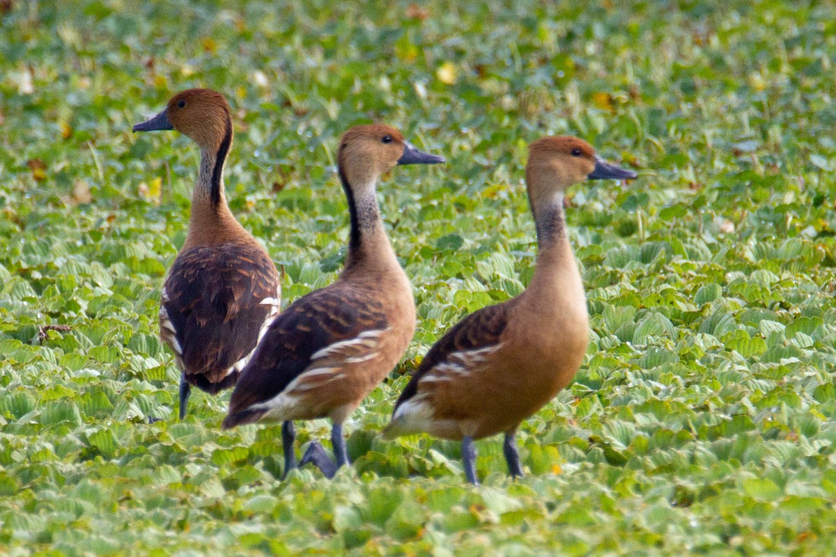 Fulvous Whistling-Duck - ML619951715