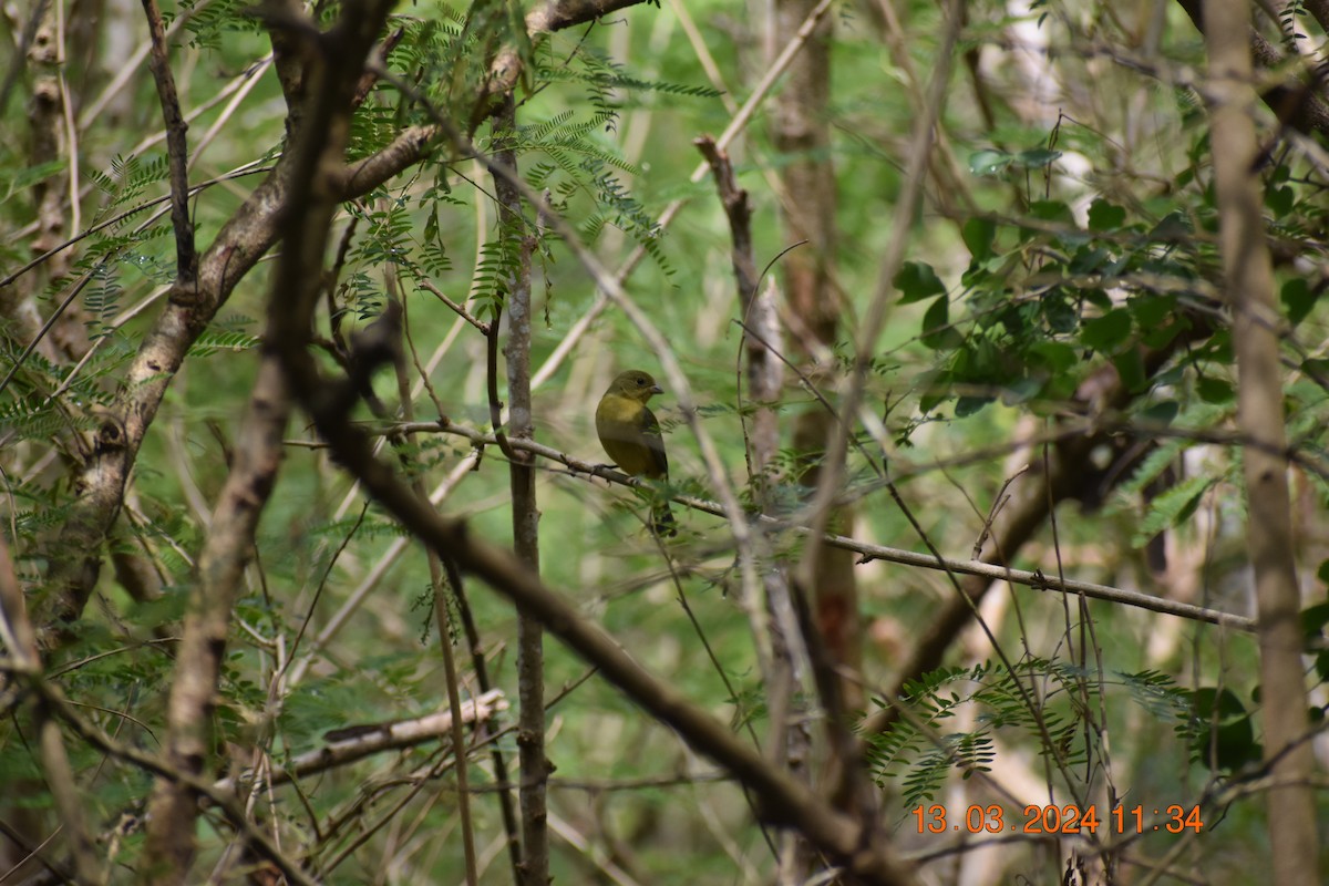 Painted Bunting - ML619951721