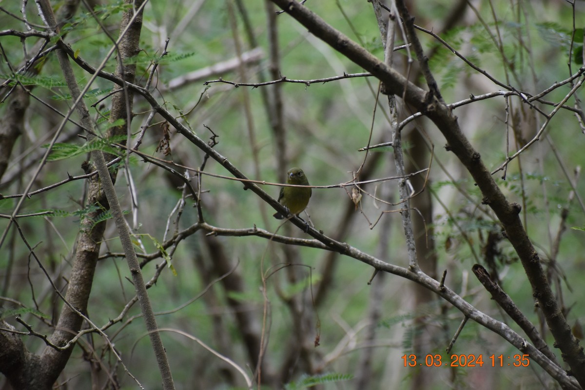 Painted Bunting - ML619951723