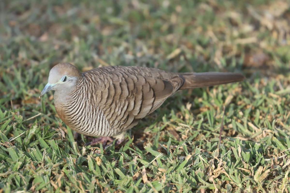 Zebra Dove - ML619951725