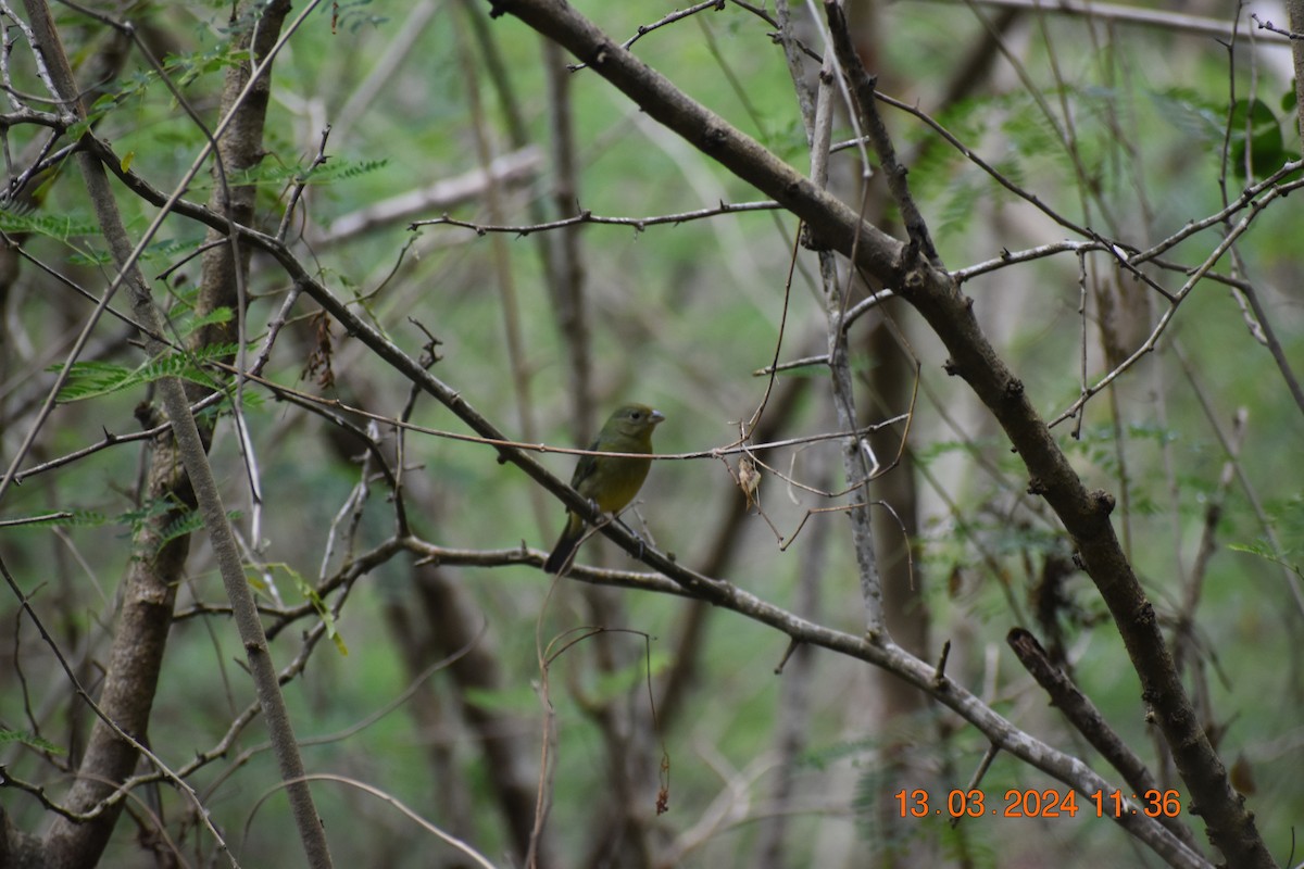 Painted Bunting - ML619951729