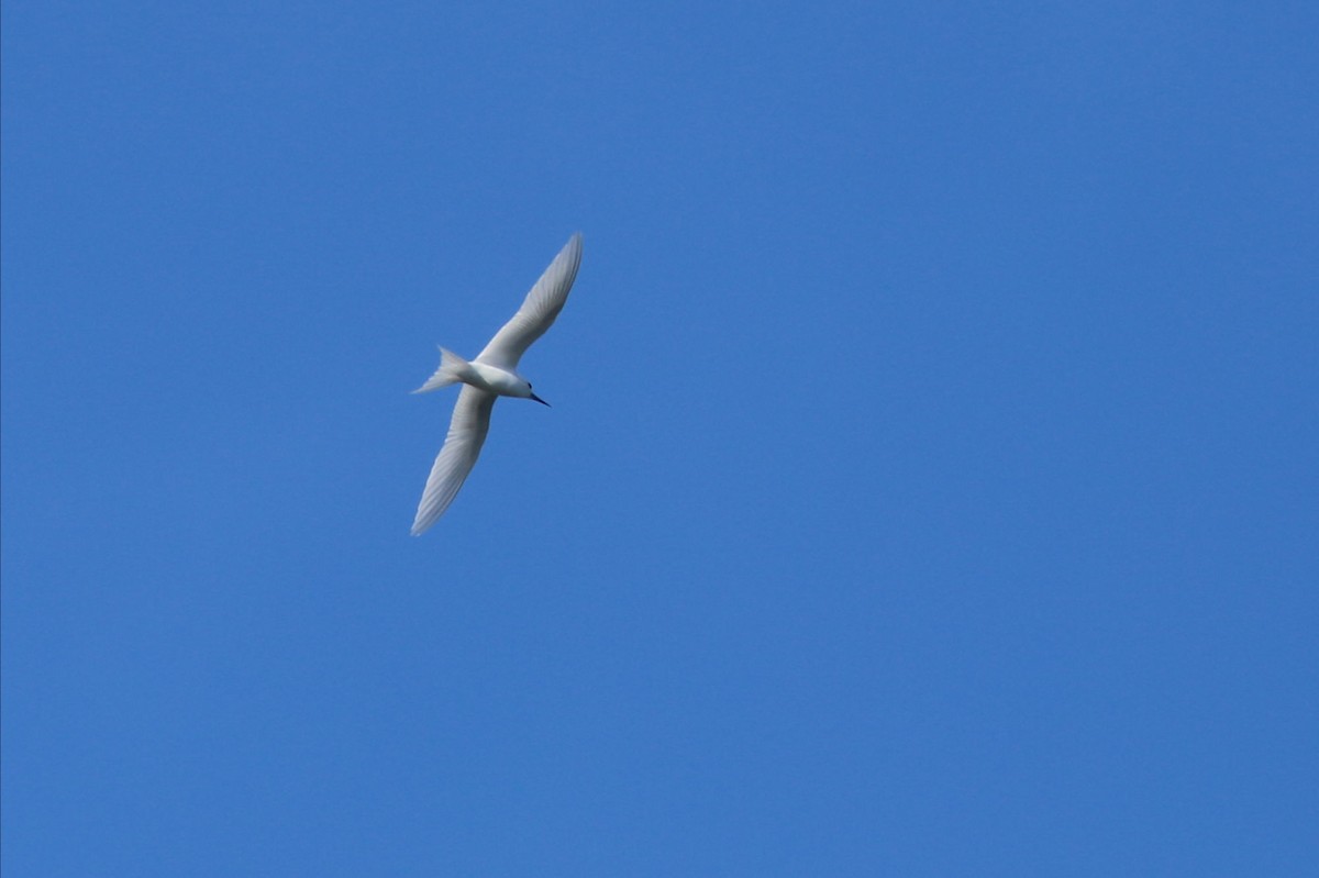 White Tern - ML619951734