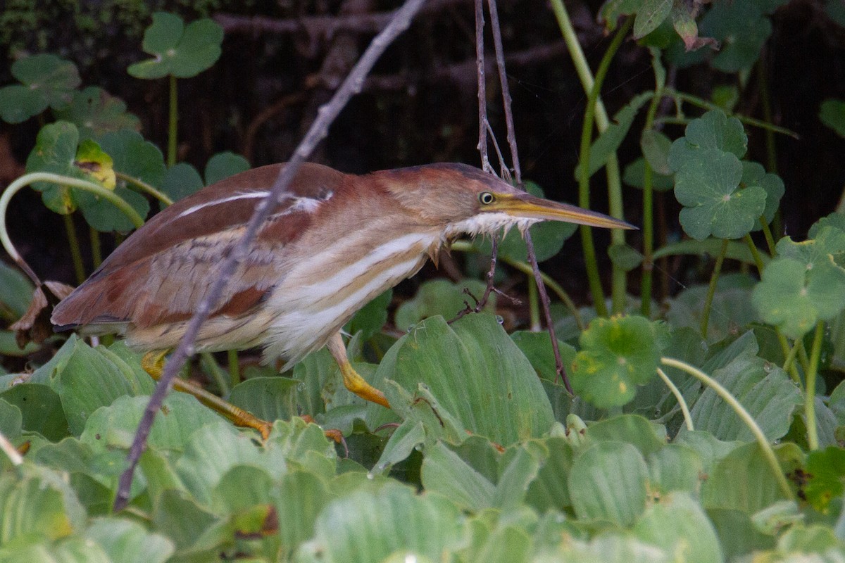 Least Bittern - ML619951736