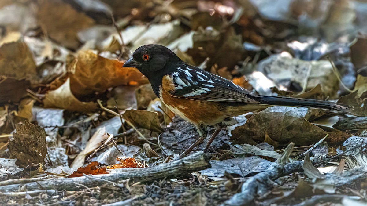 Spotted Towhee - ML619951738