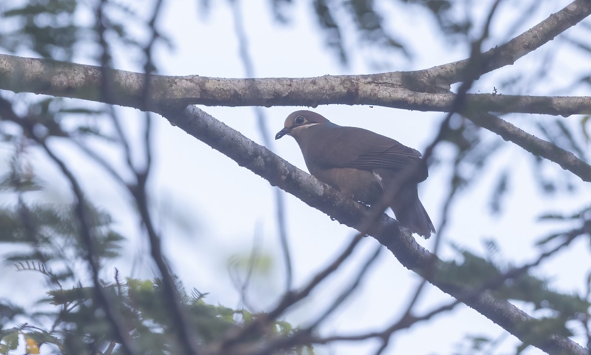 White-eared Brown-Dove - ML619951740