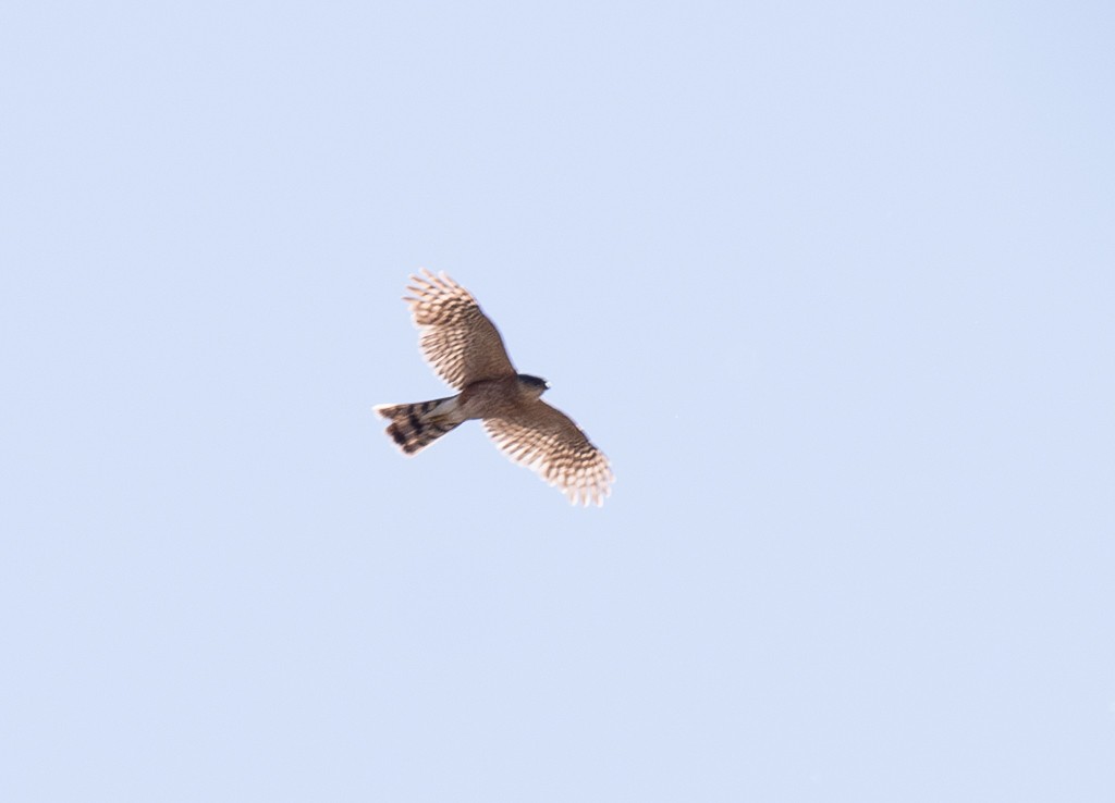 Sharp-shinned Hawk - ML619951745