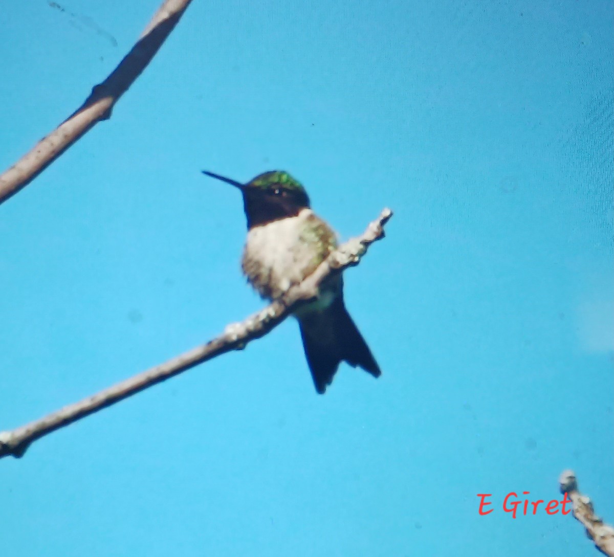Ruby-throated Hummingbird - ML619951774