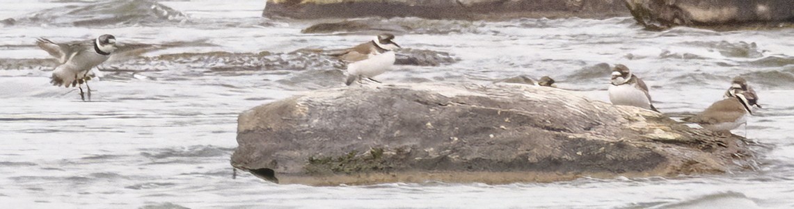 Semipalmated Plover - ML619951792