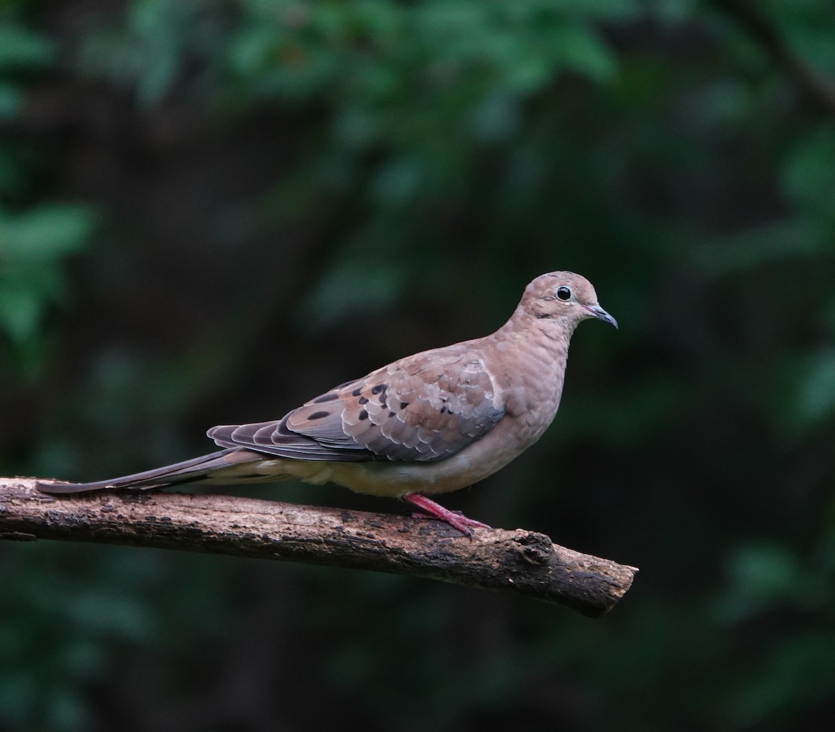 Mourning Dove - ML619951793