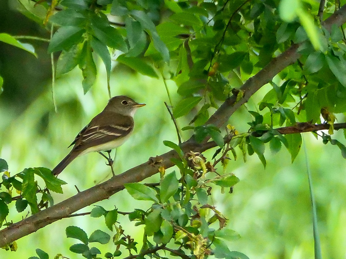 Least Flycatcher - ML619951796