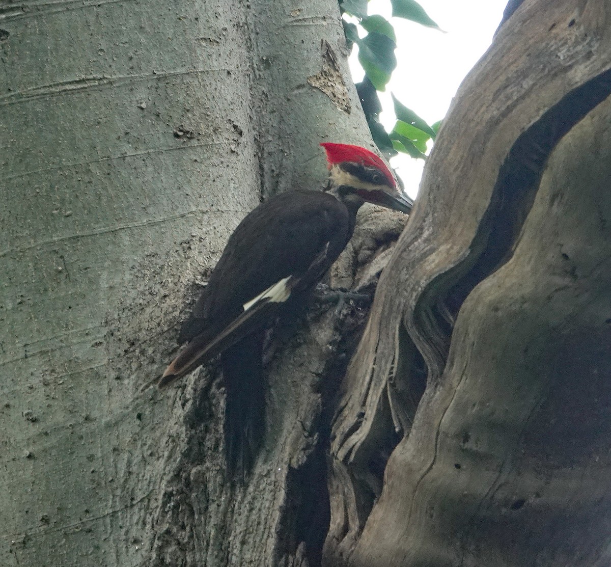 Pileated Woodpecker - ML619951810