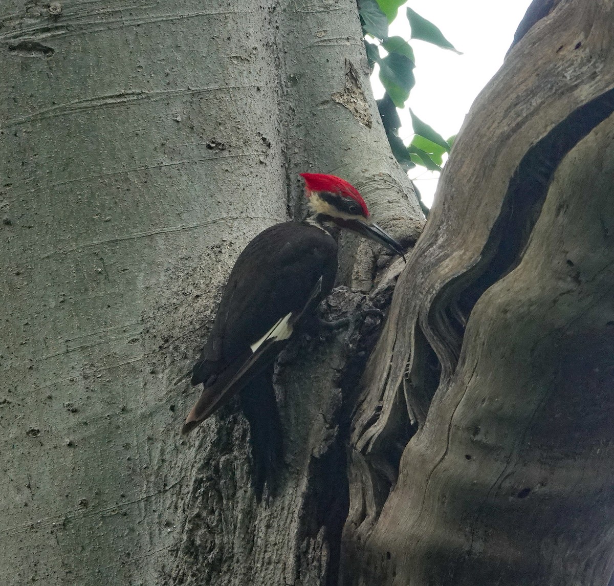 Pileated Woodpecker - ML619951811