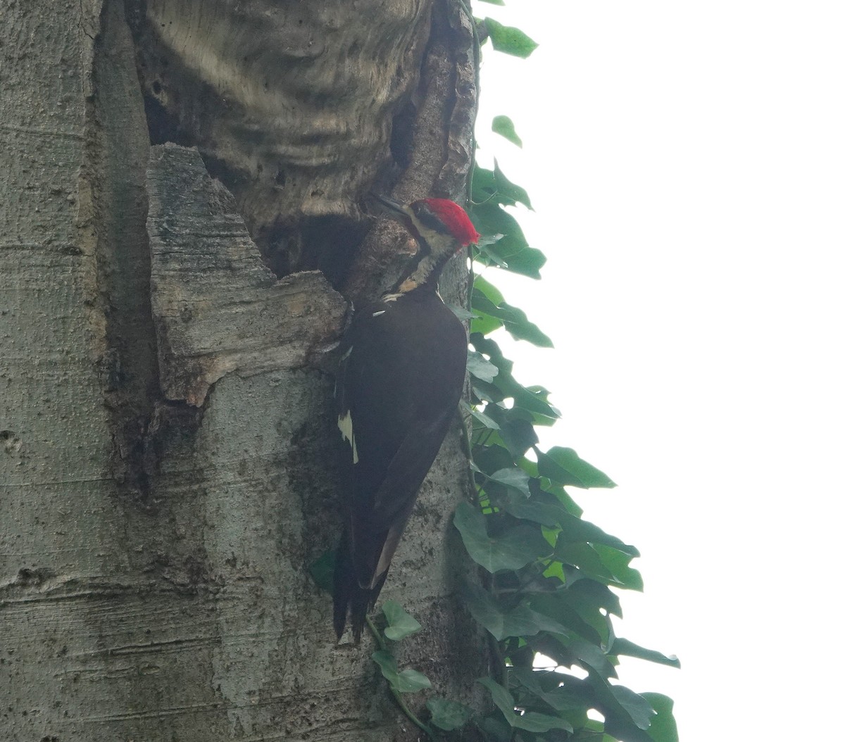 Pileated Woodpecker - ML619951812
