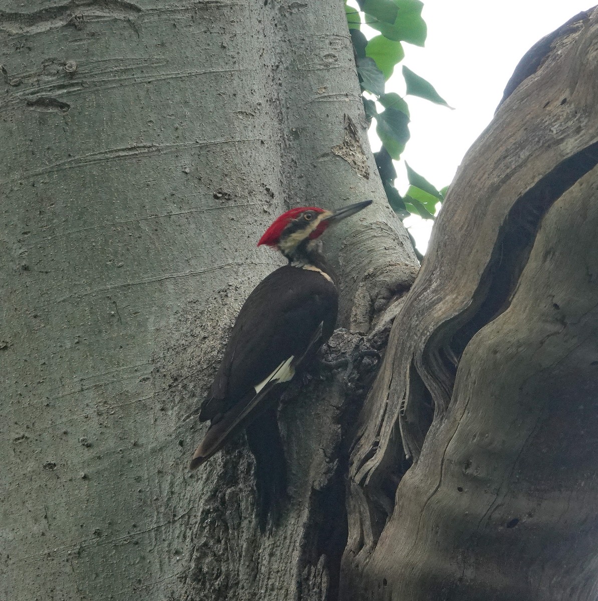 Pileated Woodpecker - ML619951813