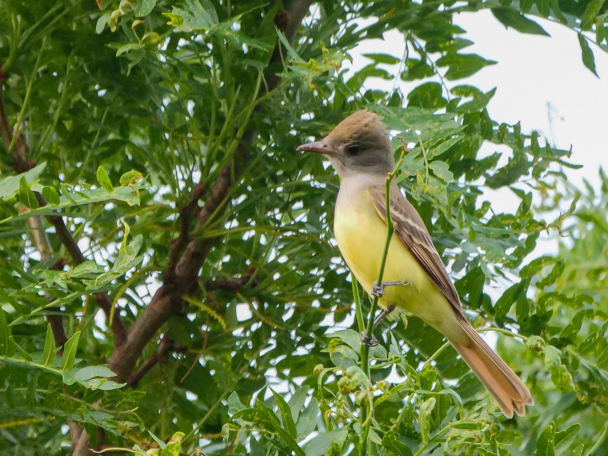 Great Crested Flycatcher - ML619951820