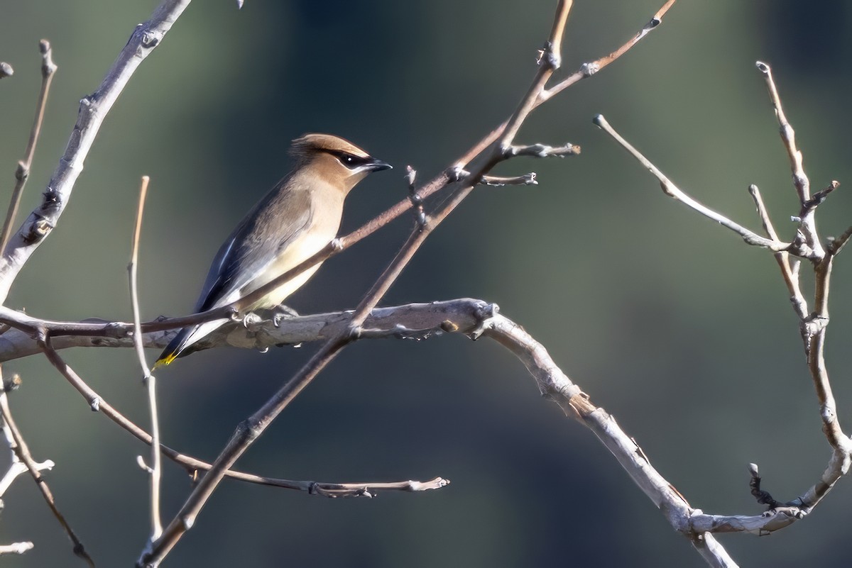 Cedar Waxwing - ML619951823