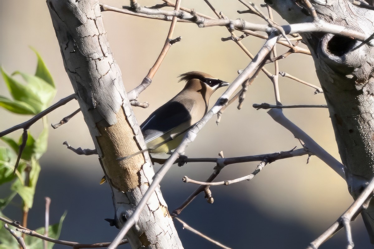 Cedar Waxwing - ML619951828