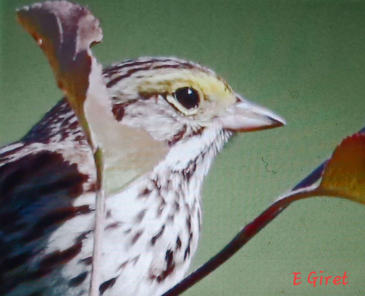Savannah Sparrow - ML619951829