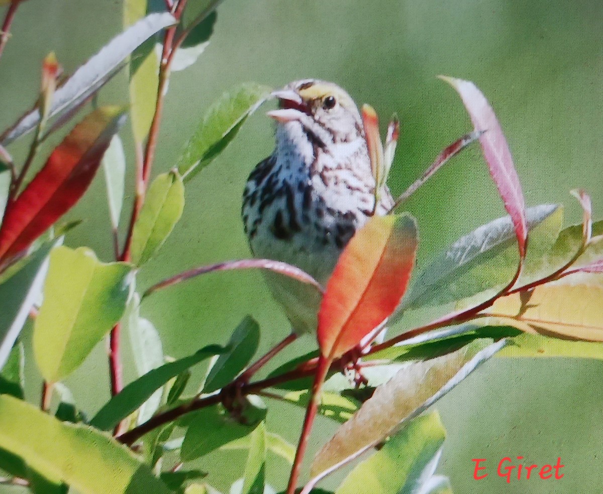 Savannah Sparrow - ML619951836