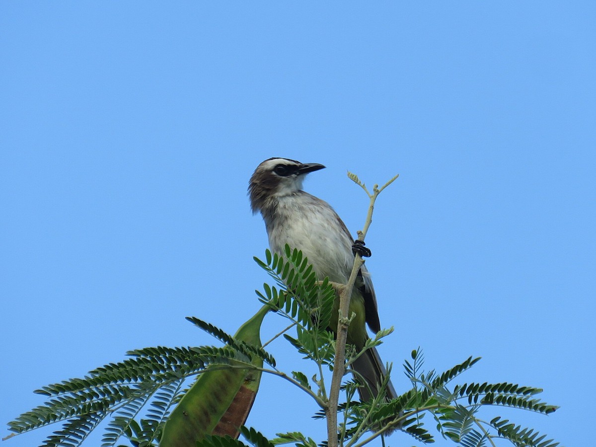 Yellow-vented Bulbul (Philippine) - ML619951854