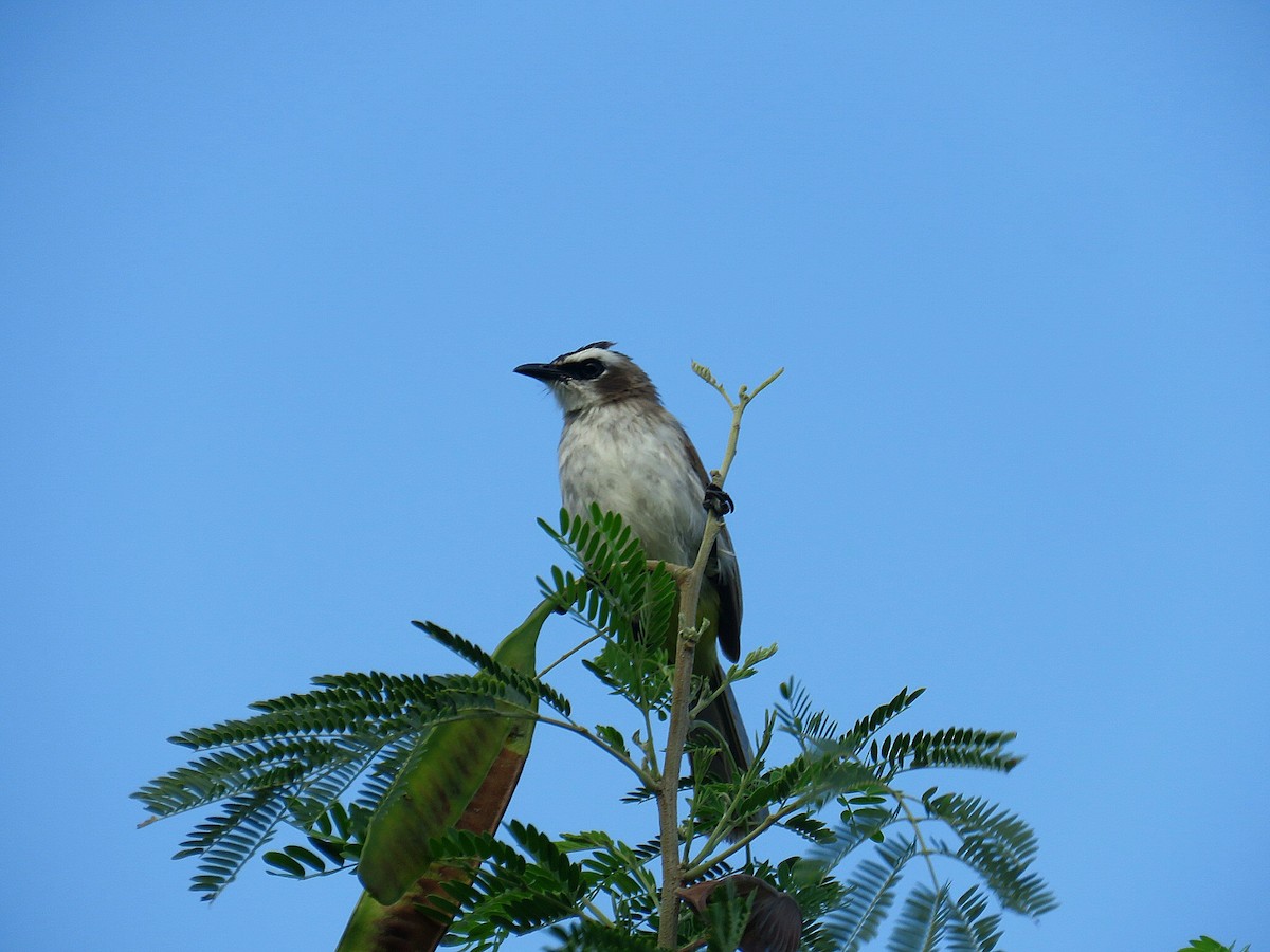 Yellow-vented Bulbul (Philippine) - ML619951855