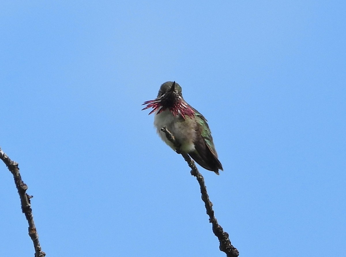 Calliope Hummingbird - ML619951857