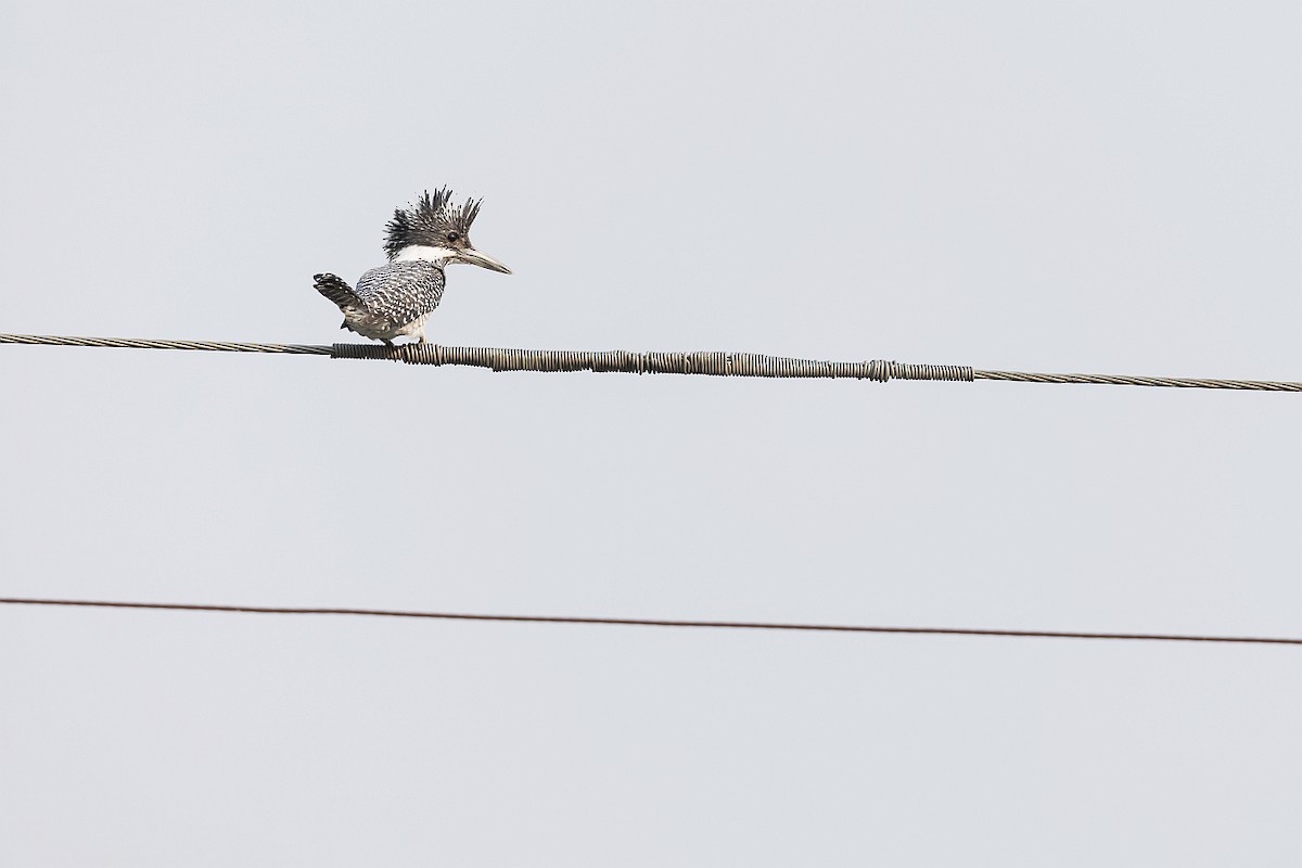 Crested Kingfisher - ML619951875