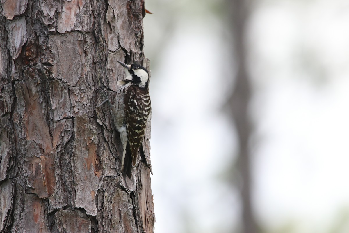 Red-cockaded Woodpecker - ML619951880