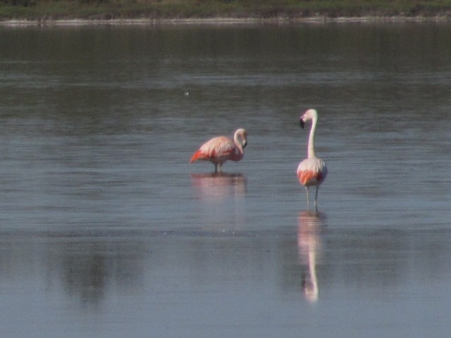 Chilean Flamingo - ML619951887