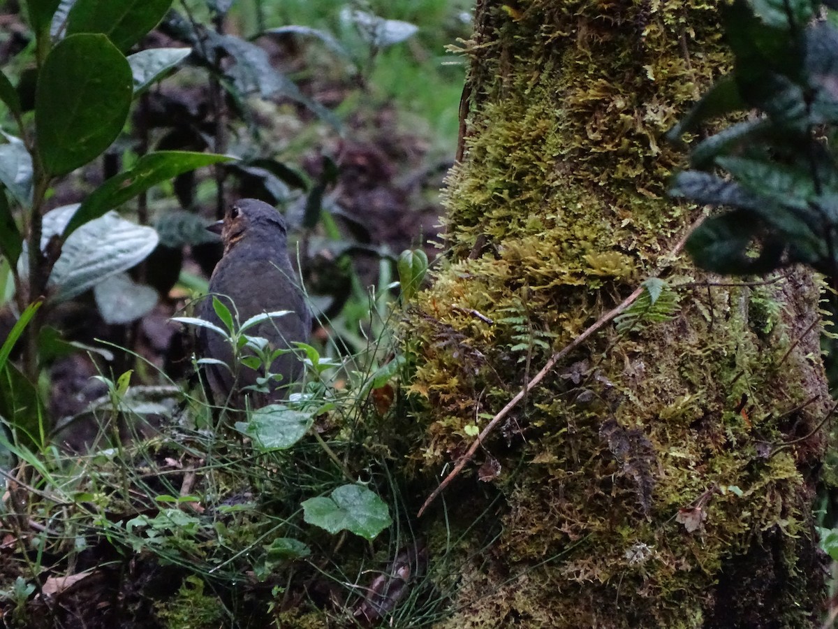 Undulated Antpitta - ML619951909