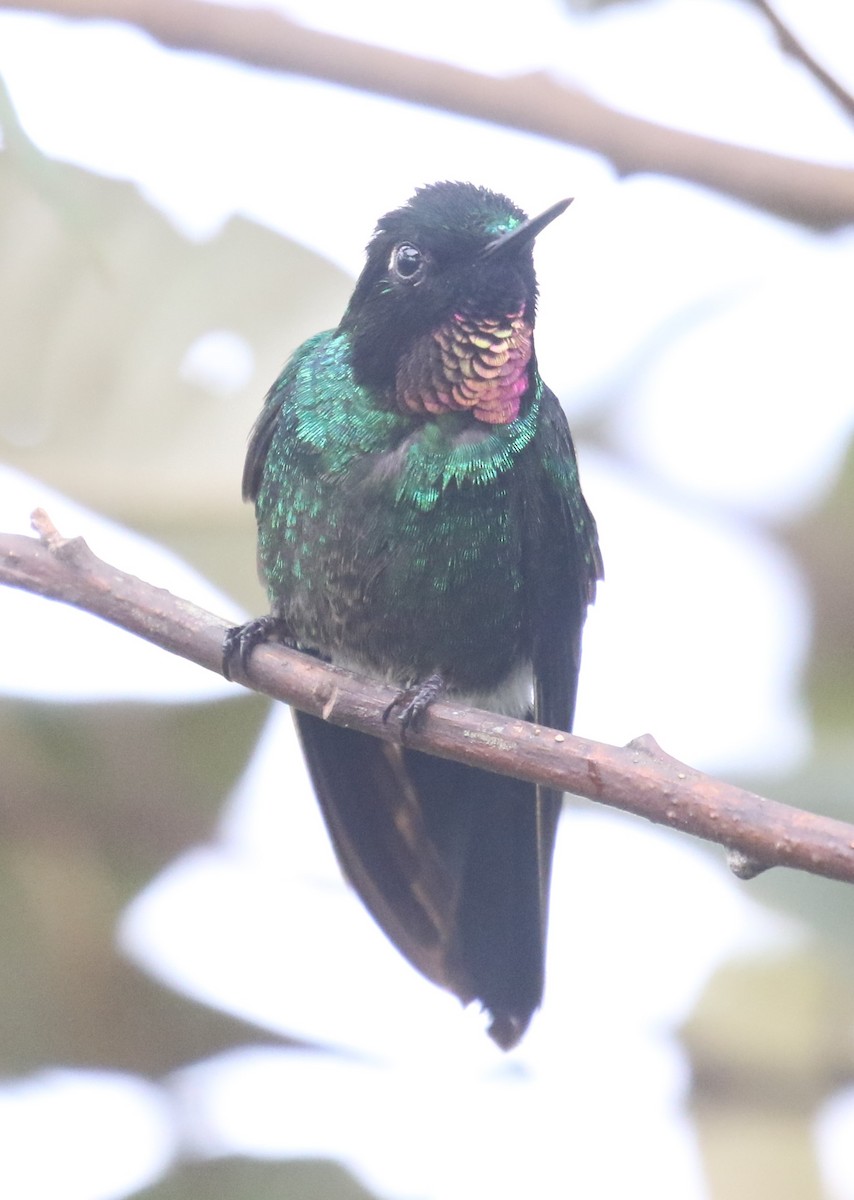 kolibřík turmalinový - ML619951921