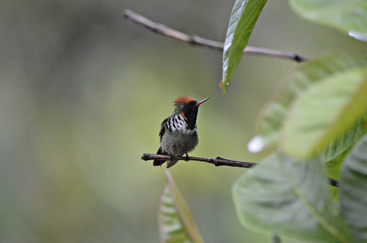 Frilled Coquette - ML619951928
