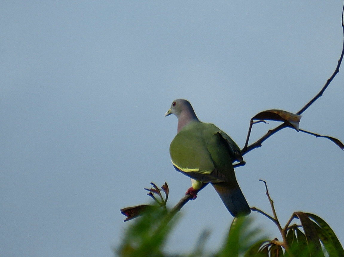 Pink-necked Green-Pigeon - ML619951930