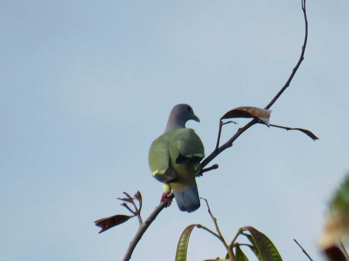 Розовошейный зелёный голубь - ML619951931