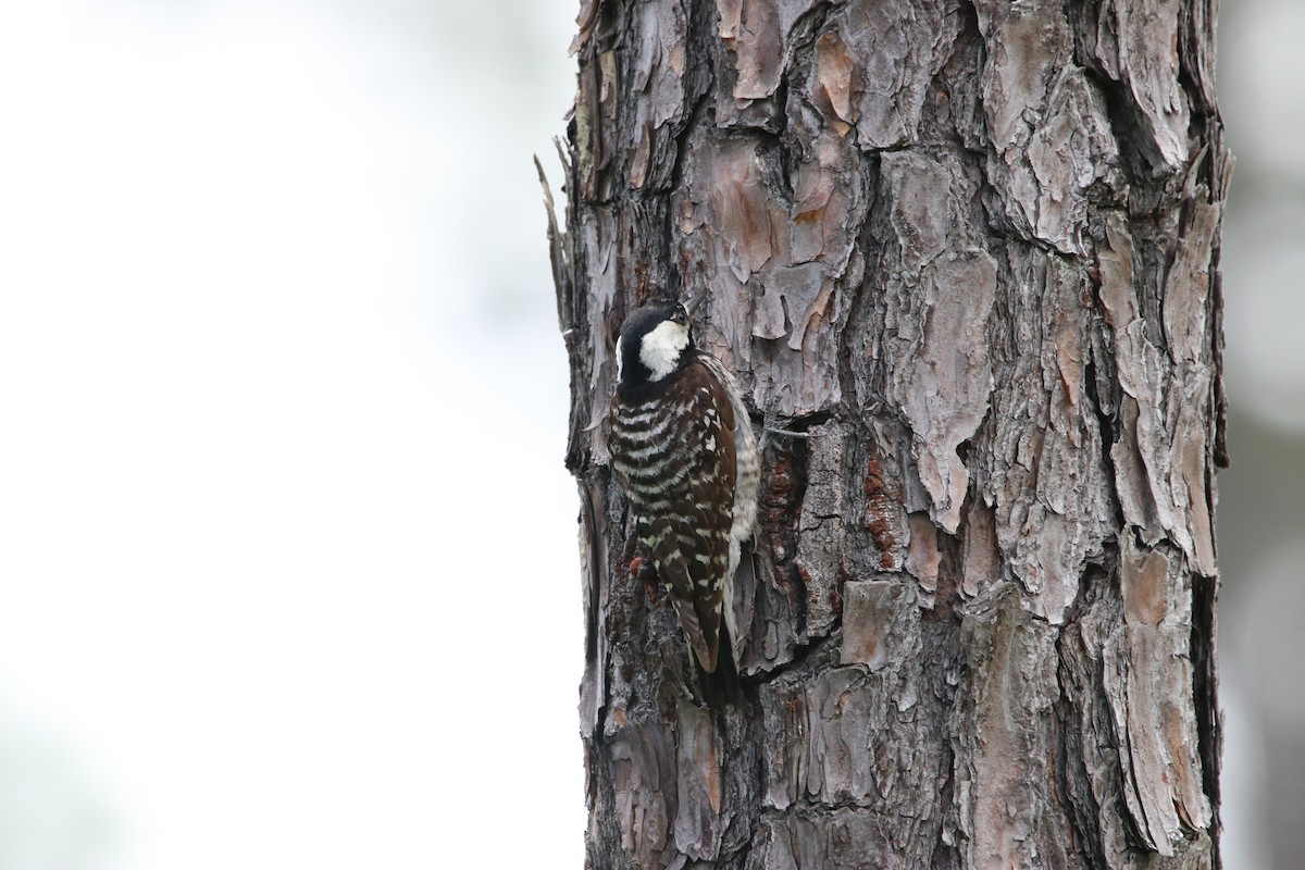 Red-cockaded Woodpecker - ML619951942