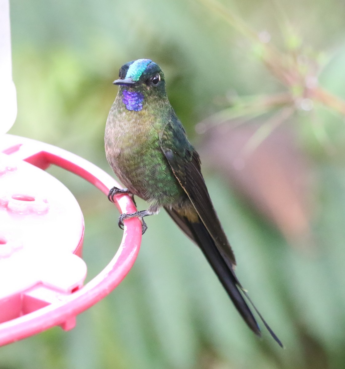 Violet-tailed Sylph - ML619951947