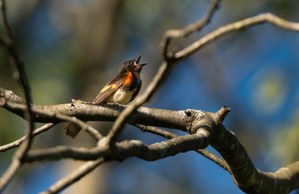 American Redstart - ML619951948