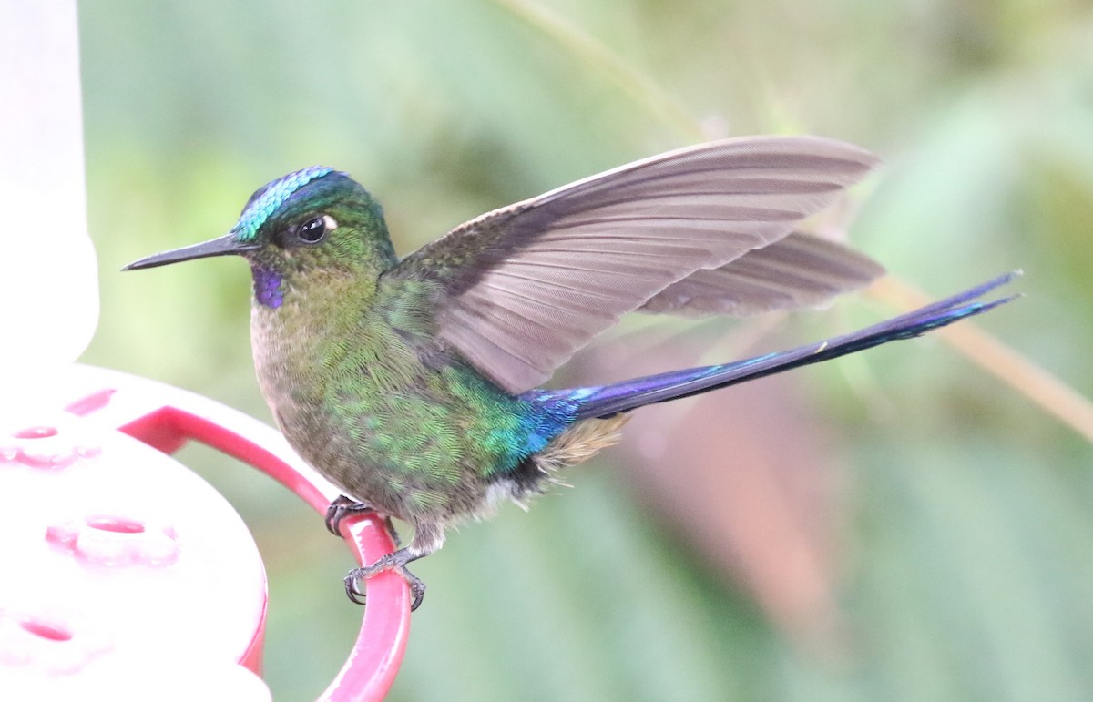 Violet-tailed Sylph - ML619951953
