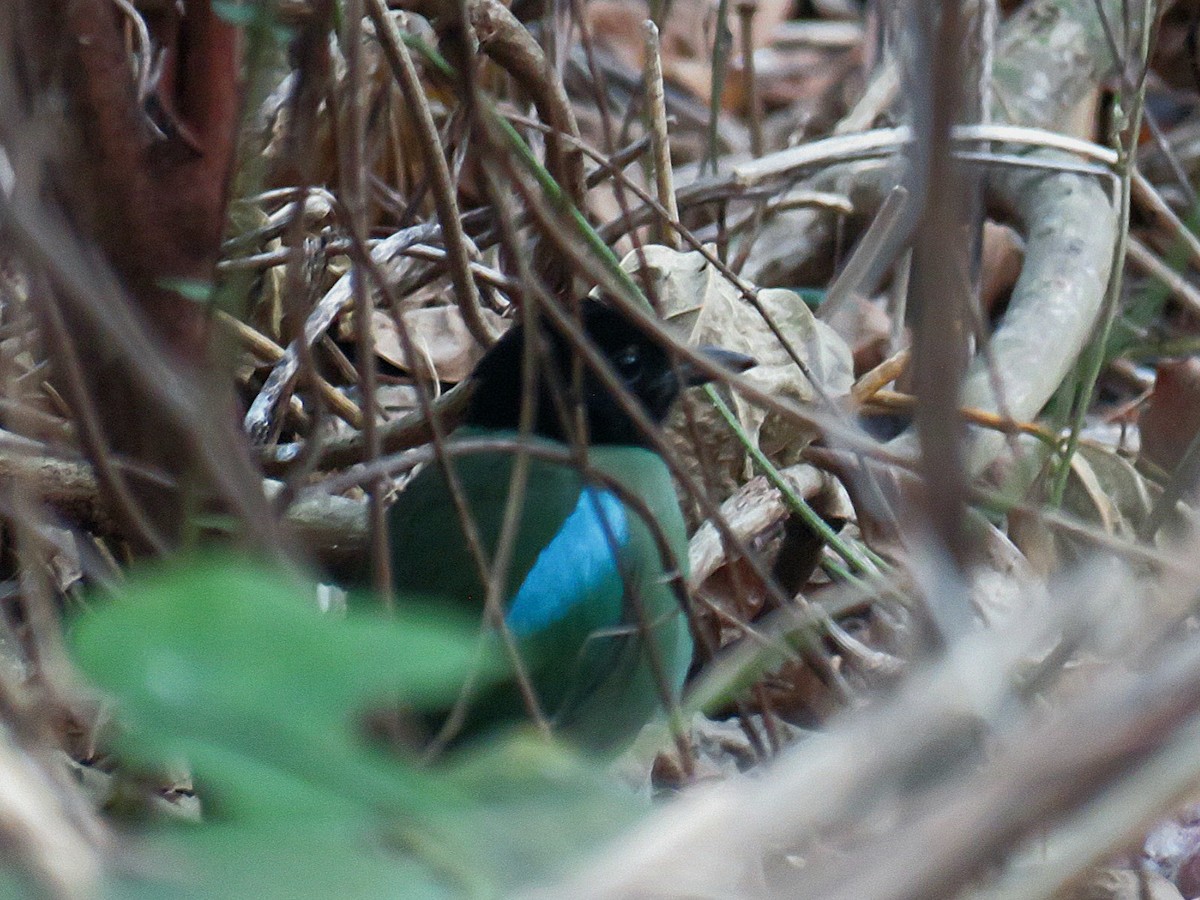 Western Hooded Pitta (Philippine) - Breyden Beeke