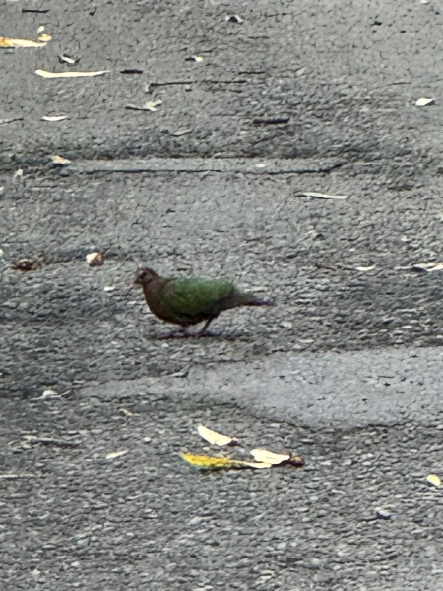 Asian Emerald Dove - ML619951960