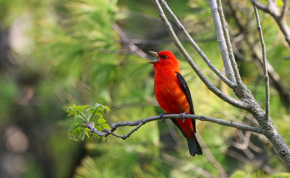 Scarlet Tanager - ML619951961