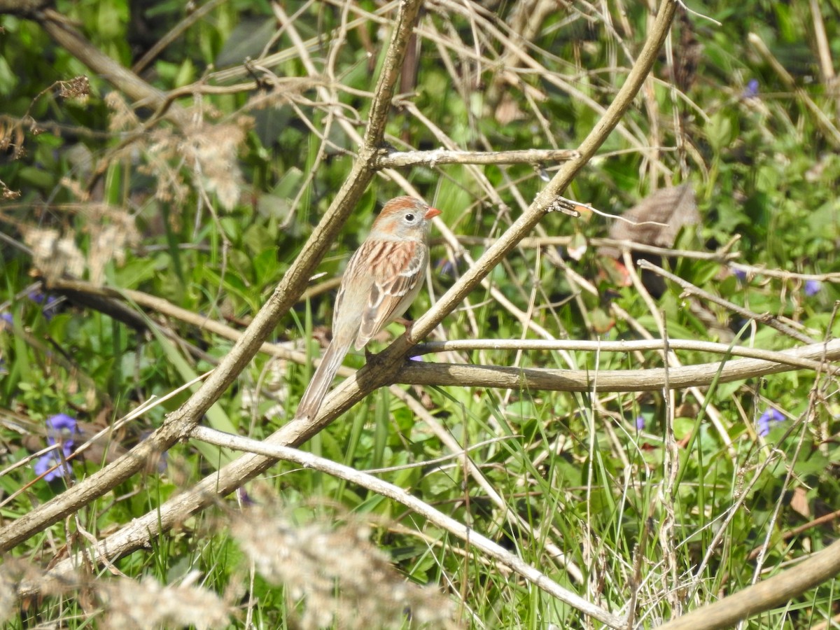 Field Sparrow - ML619951968