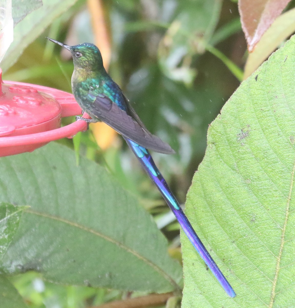 Violet-tailed Sylph - ML619951969
