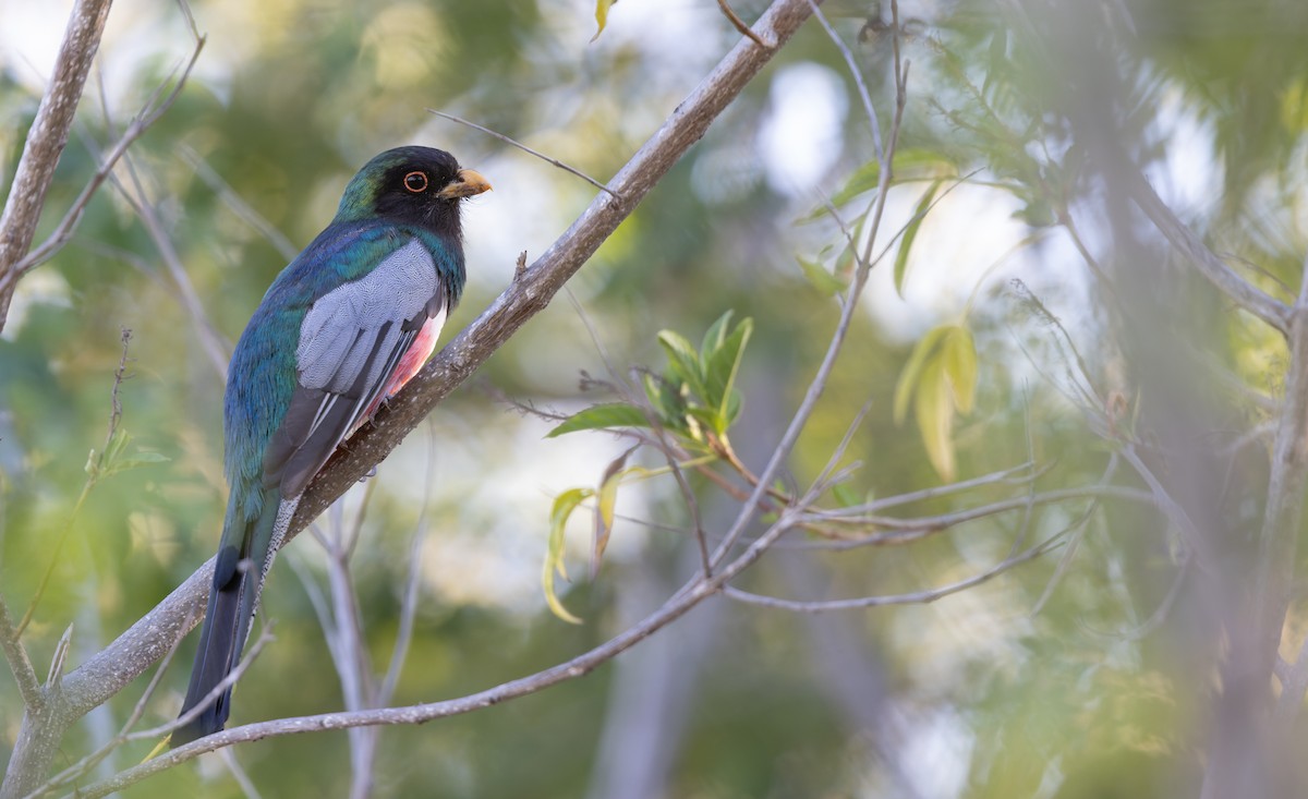 trogon krásný - ML619951995